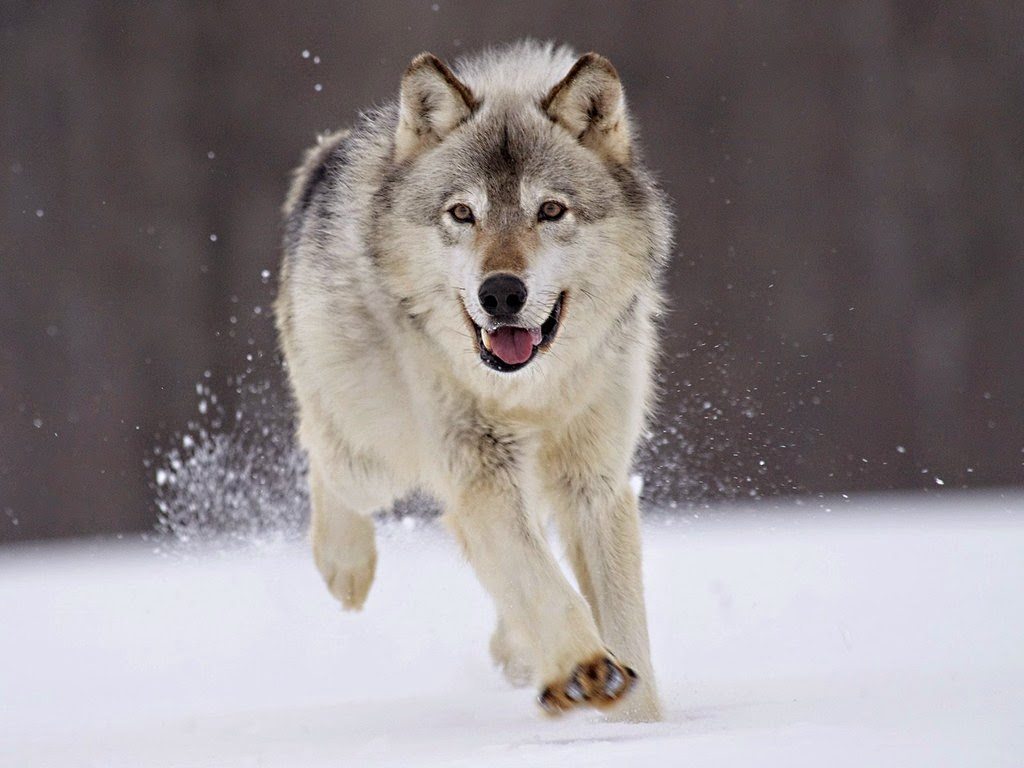 lobo7